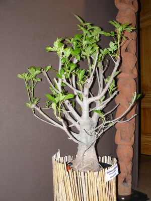 P1070793.JPG (784.67 Kio) Consulté 54083 fois P1070793.JPG