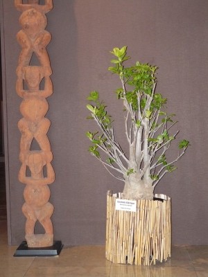 P1070792.JPG (635.91 Kio) Consulté 54089 fois P1070792.JPG