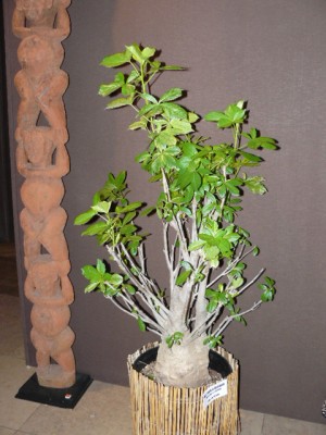 P1070849.JPG (152.58 Kio) Consulté 54072 fois P1070849.JPG