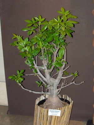 P1070847.JPG (156.62 Kio) Consulté 44579 fois P1070847.JPG