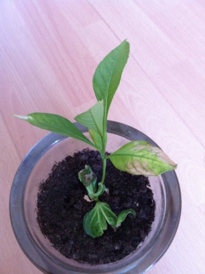 Photo 131.jpg (1.77 Mio) Consulté 44922 fois Photo 131.jpg