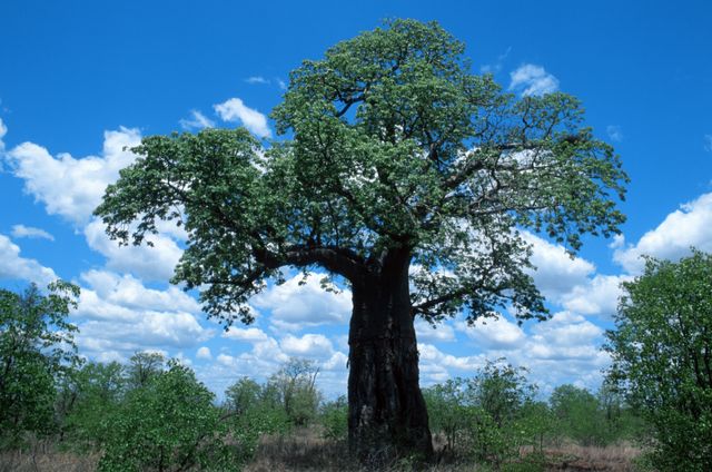 Baobab du Zimbabwe, où le plus vieux baobab, 2450 ans, est mort