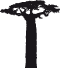 baobab