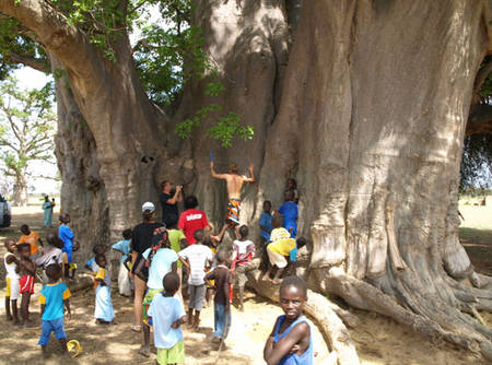 L’étude du baobab sacré de Nianing suscite la curiosité des enfants.