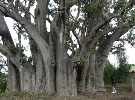 Le baobab de Warang, de plus de 30 m de circonférence, montre une structure complexe laissant supposer la présence de plusieurs baobabs fusionnés.