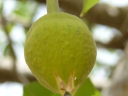 265162_10150255126589901_7255664_n