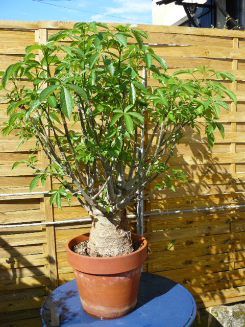 planter un baobab