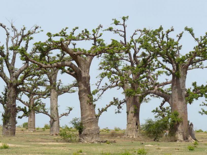 Baobab, l'arbre du pharmacien : Bienfaits, en Poudre ou en Jus, Posologie